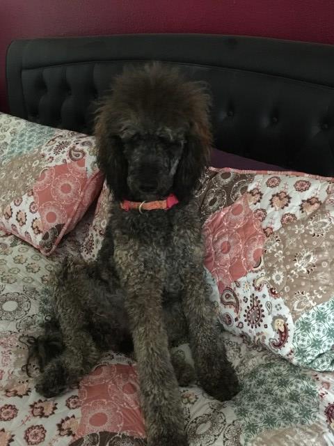 Stella Rosa, Beautiful Standard Poodle For Sale