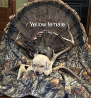 AKC Labrador Retrievers Labrador Retriever for sale/adoption