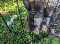 Teacup Apple Head Chihuahua Puppy Chihuahua for sale/adoption