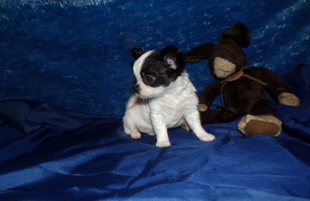 Rose's   Tiny Apple Head Long Coat Chihuahuas   AKC