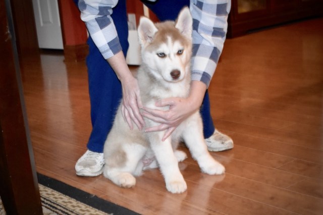 Siberian Husky puppy for sale + 54998