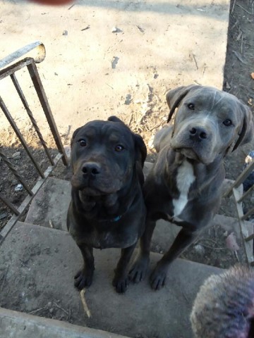 Cane Corso puppy for sale + 58889