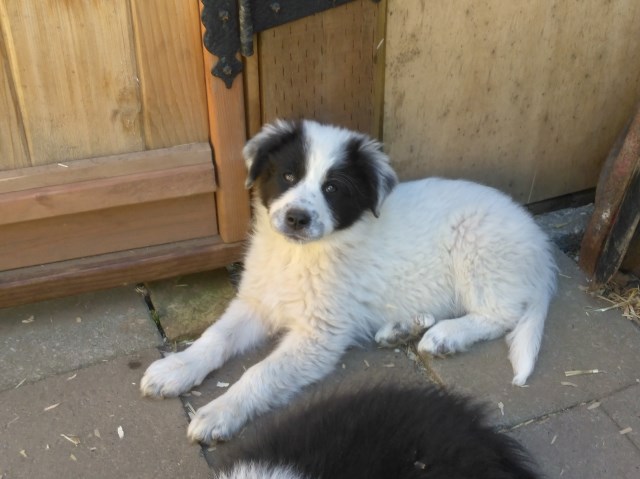 Great Pyrenees puppy for sale + 49574