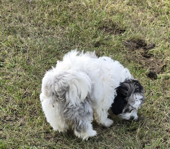 Bichon Frise puppy for sale + 66207