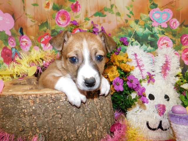 Rat Terrier puppy for sale + 66499