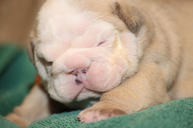 English bulldog puppies