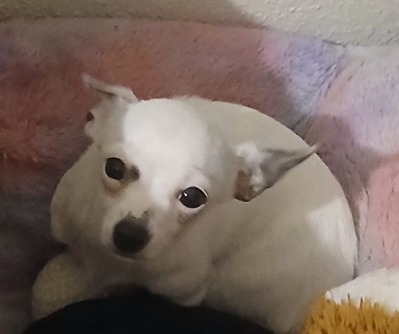White with minimal black Chihuahua Female Puppy