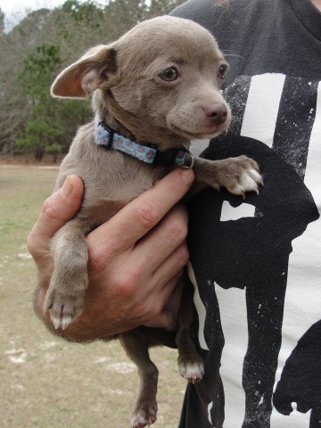 Chihuahua puppy for sale + 51504