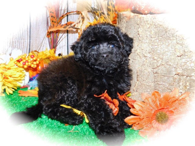 Poodle Miniature puppy for sale + 66736