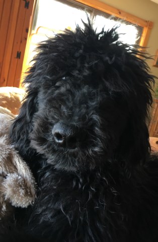 Pure Standard Poodle Puppies for sale