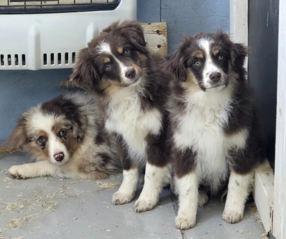 asdr Australian Shepherd females, Katrina, Kayla born 11-9-23