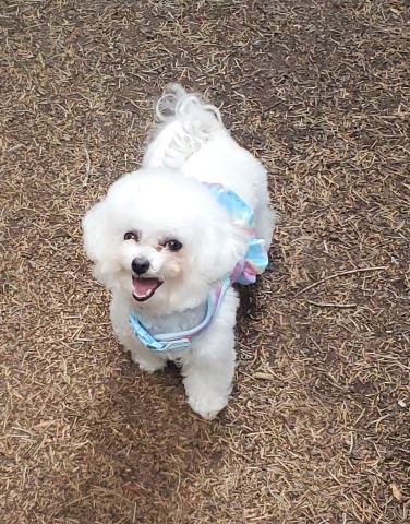 2 yr AKC female Bichon Frise