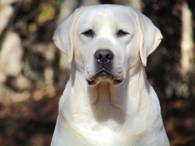 Labrador Retriever puppy for sale + 66081