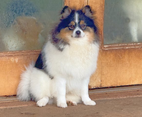 Pomeranian puppy for sale + 66304