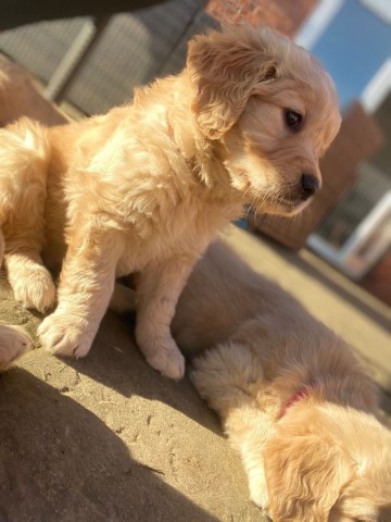 Charming Golden Retriever