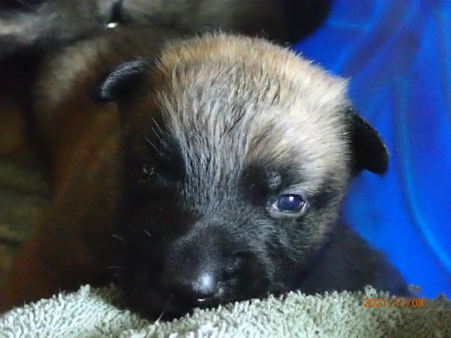 Malinois puppy for sale + 62652
