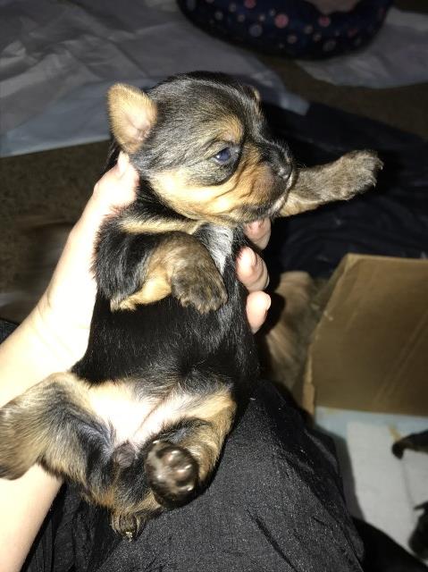 Yorkshire Terrier puppy for sale + 54486