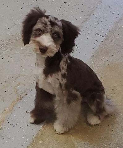 Australian Shepherd Dog puppy for sale + 60455