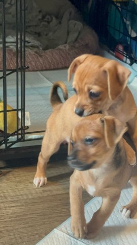 Dachshund puppy for sale + 67009