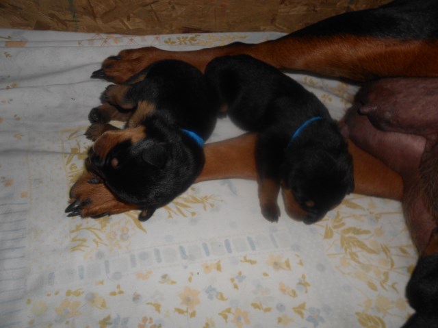 Rottweiler puppy for sale + 52188