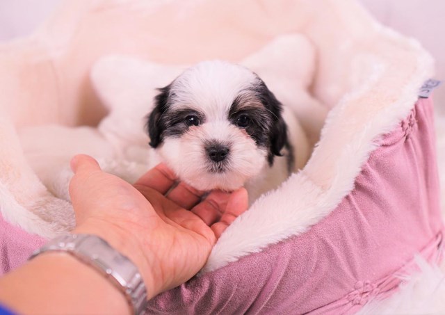 Shih Poo puppy for sale + 59657