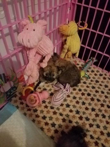 Yorkie and Pomeranian mix puppies, Porkies for sale