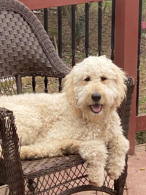 Standard size f1bb goldendoodles