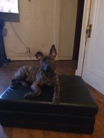 Pitbull Mix in Need of Home American Pit Bull Terrier for sale/adoption