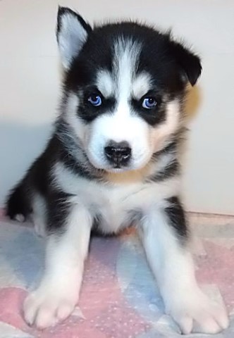 AKC Siberian Husky