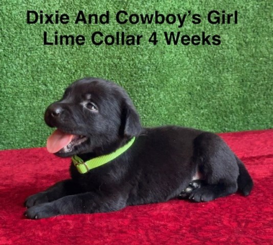 AKC Black Labrador Puppies