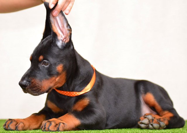 Doberman Pinscher puppy for sale + 50713