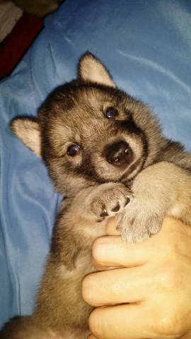 Wolf hybrid puppy