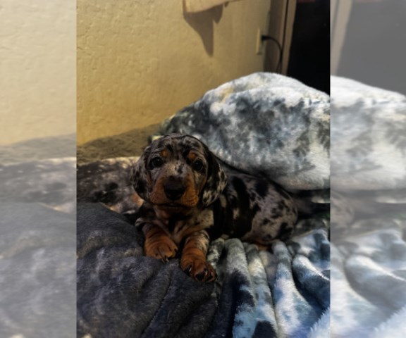 DACHSHUND MALE SILVER MERLE