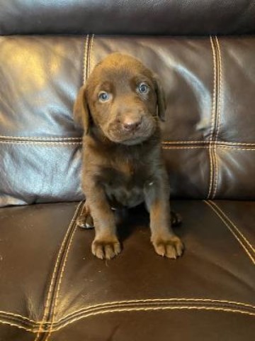 Labrador Retriever puppy for sale + 59846
