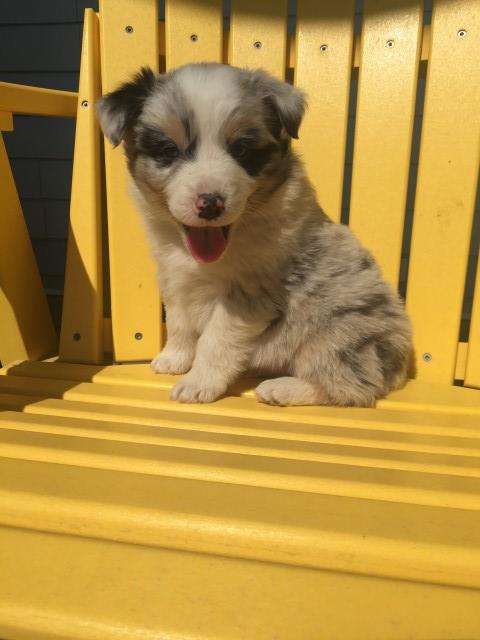 Bandit AKC Registered Australian Shepherd