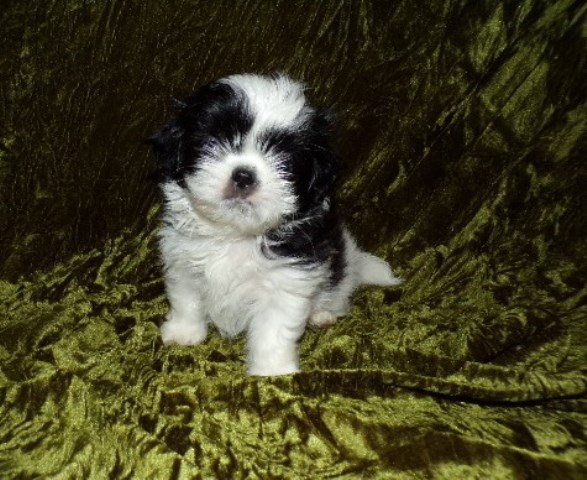 Full AKC Shih Tzu Females