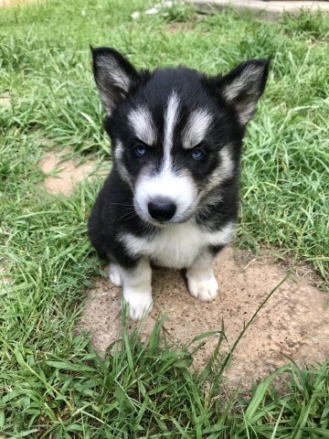 Siberian Husky Puppies