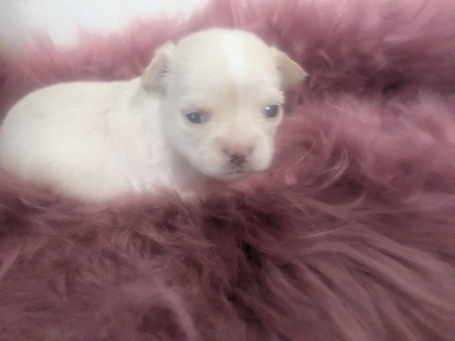 Chihuahua puppy for sale + 67116