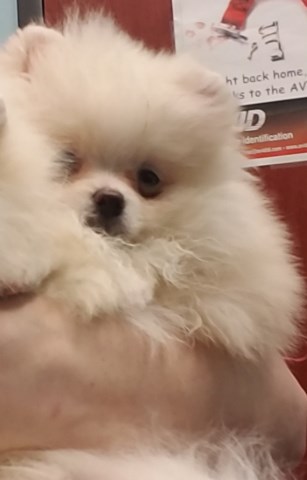 Pomeranian puppy for sale + 57978