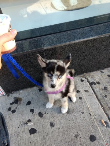 Pomsky puppy for sale + 54150