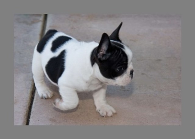 French Bulldog puppy for sale + 54389