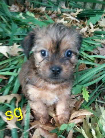 4 shorkie baby girl puppies