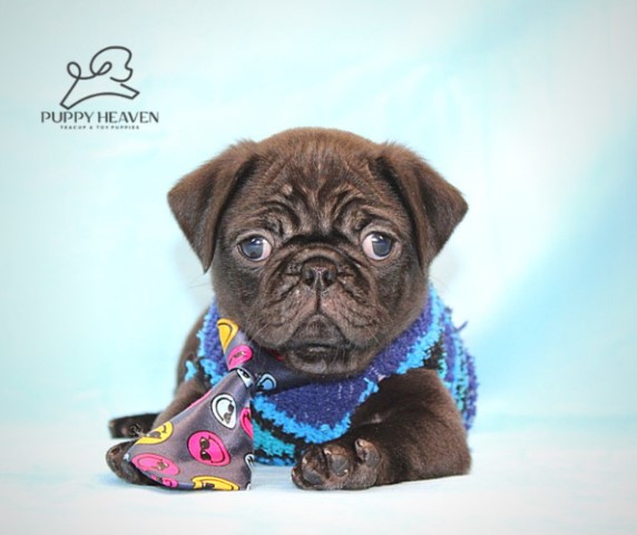 Pug puppy for sale + 61092