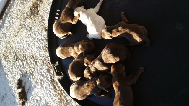 Akc Labrador puppies