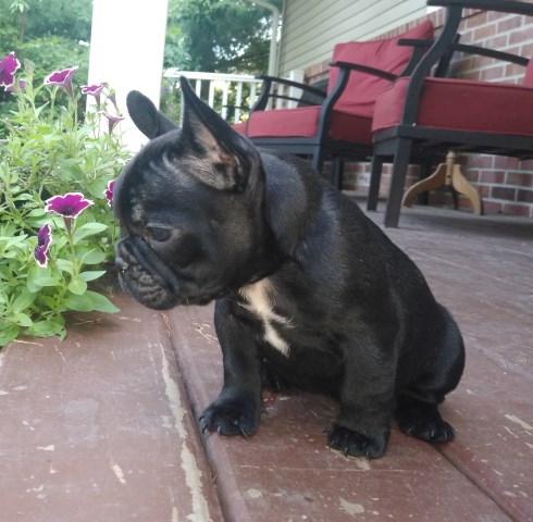 French Bulldog puppy for sale + 58234