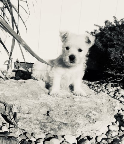 akc westie pups Champion bloodlines