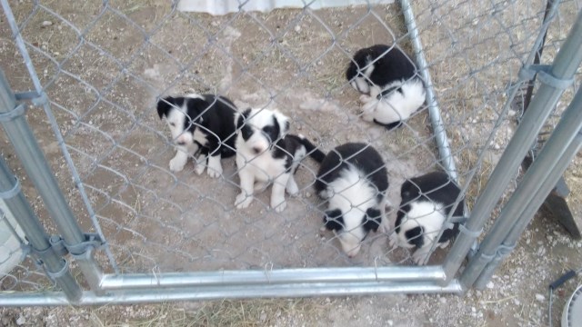 Border Collie puppy for sale + 54182