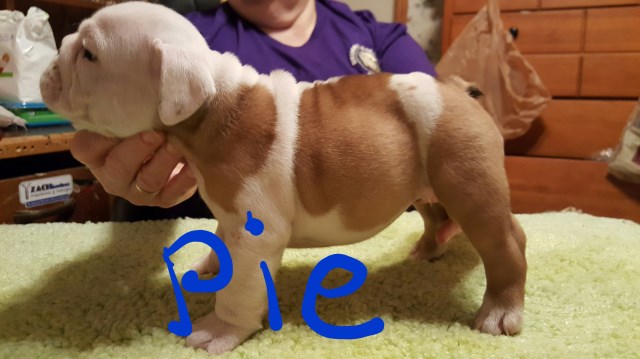 English Bulldog Puppies