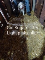 Purebred Great Pyrenees Puppies For Sale!! Great Pyrenees for sale/adoption