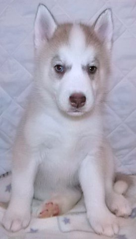 AKC Siberian Husky Pup